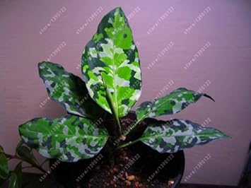 Heirloom Non-GMO Green Aglaonema Plant Seeds