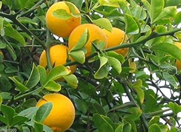 Orange Poncirus Trifoliata Fruit Seeds for Planting - Hardy and Versatile for Unique Trees, Heirloom Seeds
