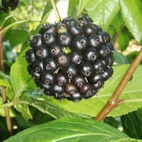 Siberian Fruit Seed Set for Hardy, Unique Fruit Varieties 100 pcs