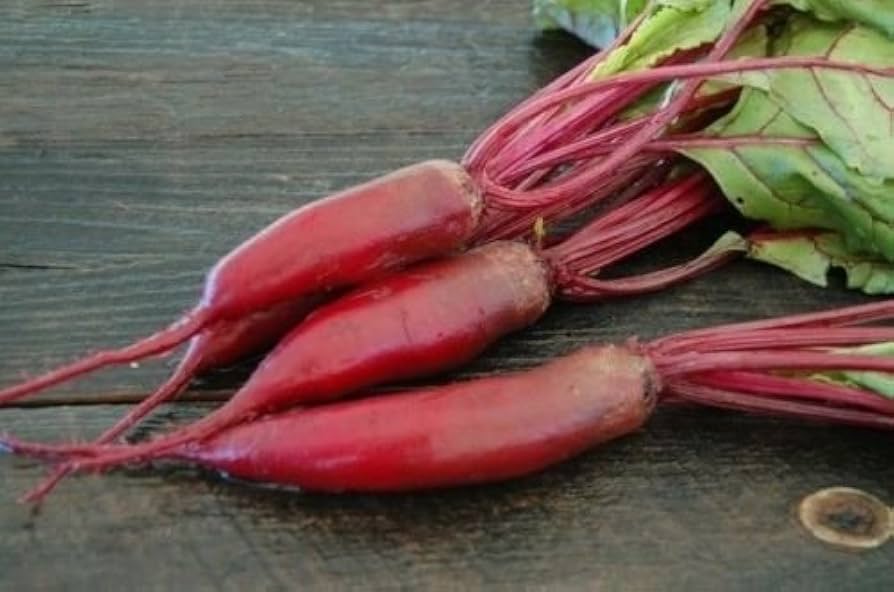 Cylindra (beet) for planting in garden
