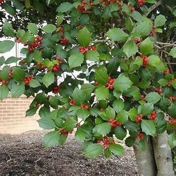 Red Ilex plant seeds