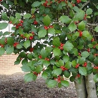 Red Ilex plant seeds