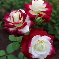 Mini Heirloom Nine-Color Rose Decorative Flower Seeds