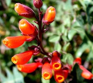 Eccremocarpus Scaber Flower Seeds – Heirloom Non-GMO Seeds for Vibrant Climbing Garden Planting - Scaber for planting in home garden