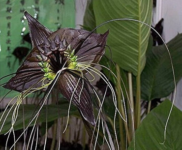 Black Tiger Orchid seeds for striking, bold orchids with dark petals and vivid contrast, ideal for tropical gardens