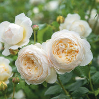 Rose Mixed Rose Flower - for planting in home garden