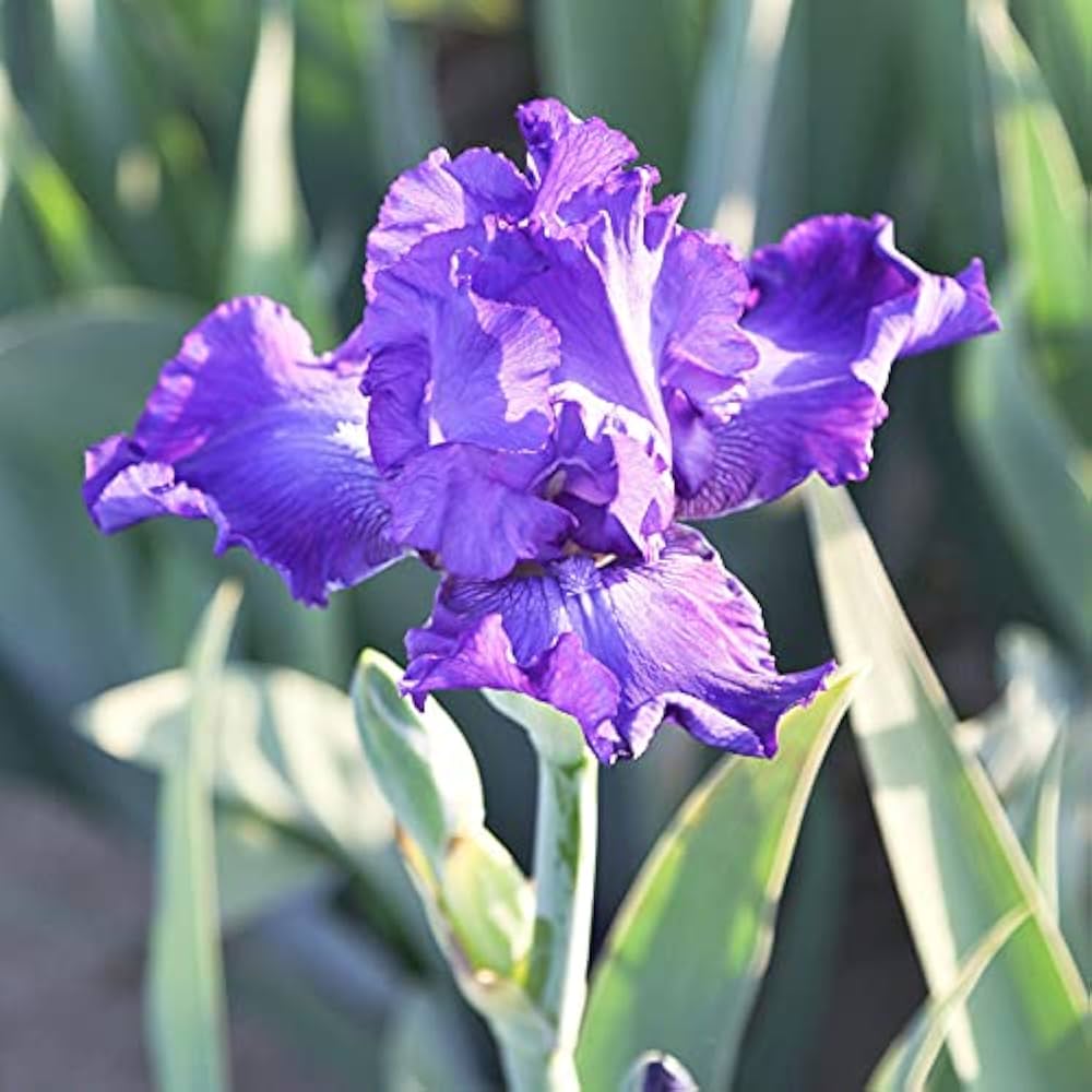 Dashing Reblooming Bearded Iris Seeds