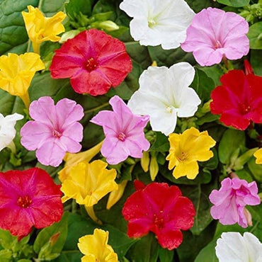 Four O’Clock Flower Mix Mirabilis Jalapa Flower Seeds for Planting in Backyard Gardening and Evening Bloom Areas