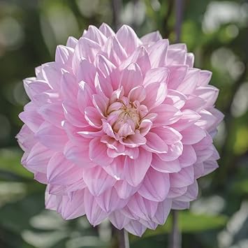 Heirloom Non-GMO Dahlia Flower Seeds for Planting for planting in home garden