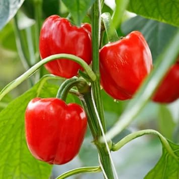 Red Bell Pepper Capsicum annuum seeds for garden planting