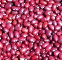 Red Bean Seeds for Planting - heirloom & Non GMO Seeds