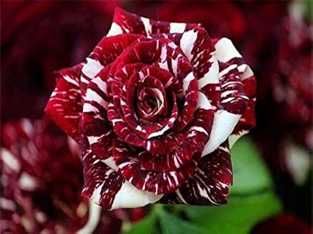 Rose Seeds for growing vibrant, fragrant rose flowers, perfect for home gardens, landscaping, and pollinator-friendly spaces
