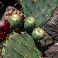 Green Opuntia Engelmannii Plant Seeds for Planting - Cactus and Prickly Pear Gardens, Heirloom Seeds