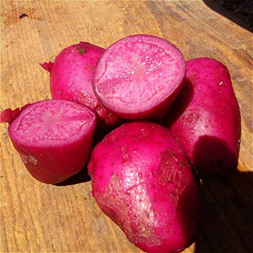 Dark Pink Potato Vegetable Seeds for Planting – Non-GMO, Heirloom, Perfect for Home Garden