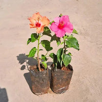 Hibiscus Flower Clear Easy Grow Plant Seeds