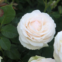 Rose Mixed Rose Flower Seeds