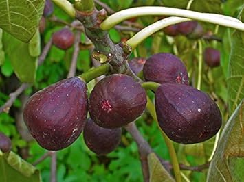 Ficus Carica Fruit Seeds for Planting - Grow Sweet and Juicy Figs for Your Backyard, Heirloom Seeds