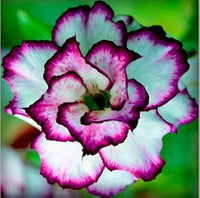 Organic Heirloom White Purple Adenium Flower Seeds – Non-GMO Stunning Desert Rose for Planting
