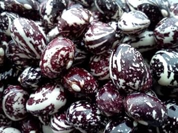 Purple Stallard Bean Phaseolus vulgaris seeds for garden planting