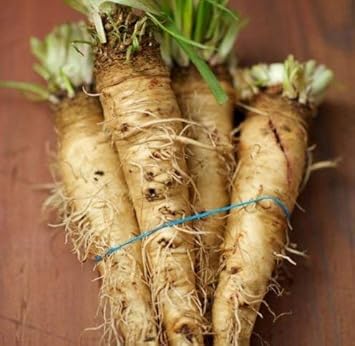 Cream Mammoth Sandwich Vegetable Seeds for Planting heirloom & Non-GMO Seeds