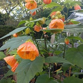 Heirloom Non-GMO Light Orange Abutilon Flower Seeds for Tropical and Decorative Garden Planting for planting in home garden
