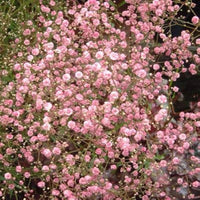Gypsophila Paniculata Rainbow Perennial Flower - for planting in home garden