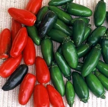 Mixed Serrano Chili Capsicum annuum seeds for garden planting
