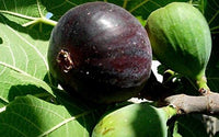 Black Mission fig Ficus carica seeds for fruit garden