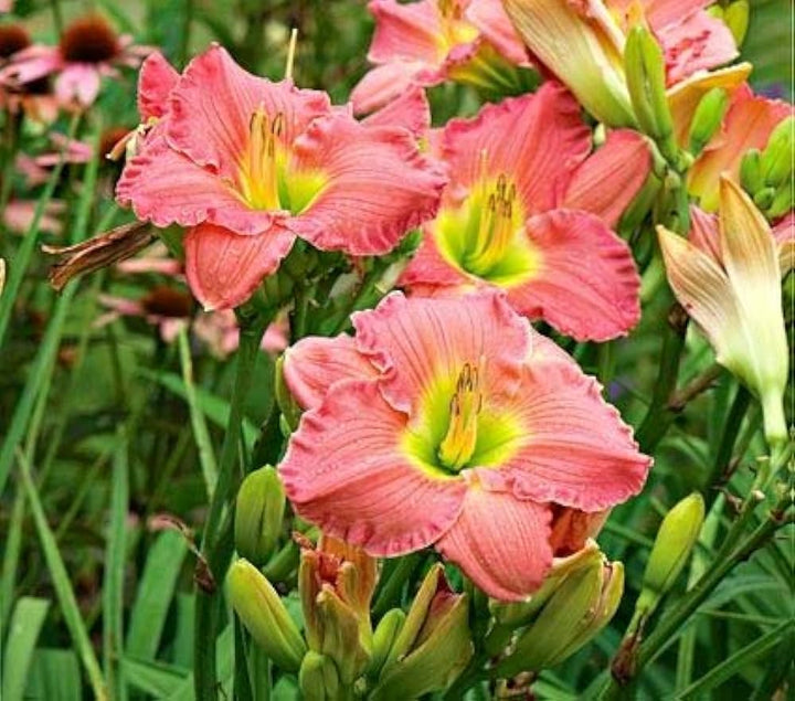 Heirloom Daylily Reblooming Flower Seeds for Planting, Non-GMO
