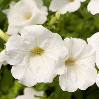 Petunia flower Petunia hybrida hybrid seeds for planting in bonsai pots or large outdoor containers