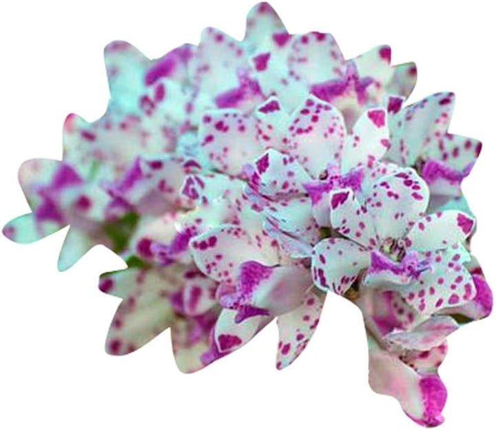 White Violet Orchid Flower Seeds – Non-GMO, Ideal for Indoor and Garden Planting