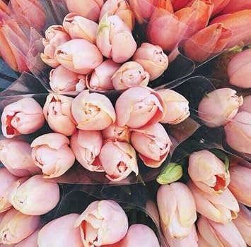 Heirloom Pale Pink Tulip Flower Seeds for Planting – Non-GMO, Soft Elegant Spring Blooms