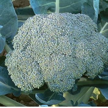 Goliath Broccoli Brassica oleracea seeds for garden planting