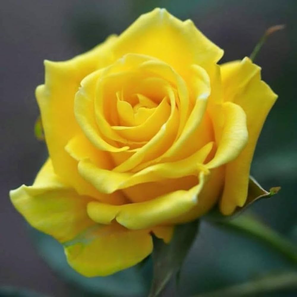 Yunnan Yellow Rose Rare Flower Seeds