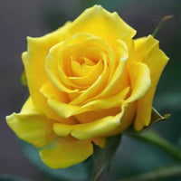 Yunnan Yellow Rose Rare Flower Seeds