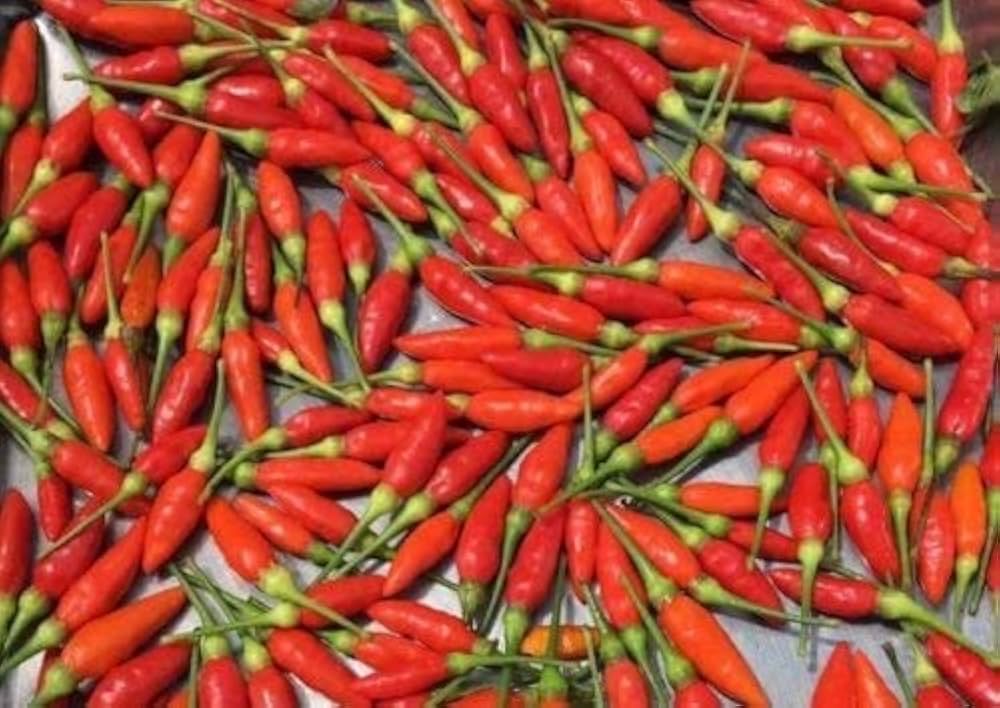 Thai - Pepper for planting in home garden