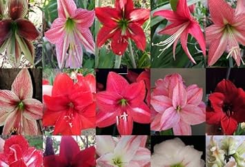 Hippeastrum (Hippeastrum scientific name) for planting in garden
