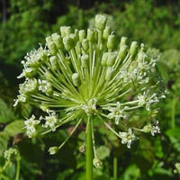 Black Sarsaparilla Fruit Seeds for Planting - Grow Flavorful Sarsaparilla with Many Benefits, GMO Free