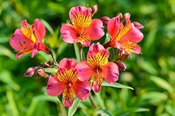 Red Yellow Alstroemeria Seeds - Heirloom Non-GMO Planting Flower Seeds