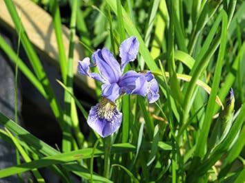 Violet Bulleyana Seeds for Planting – Organic, Heirloom, Non-GMO Flower Seeds