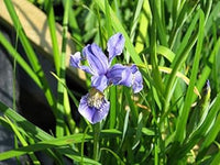 Violet Bulleyana Seeds for Planting – Organic, Heirloom, Non-GMO Flower Seeds