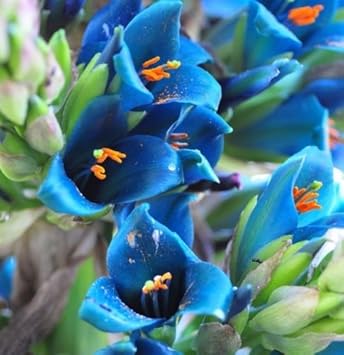 Heirloom Non-GMO Blue Sapphire Tower Flower Seeds for Garden Planting – Vibrant Spikes