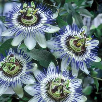 Passiflora Flower Seeds for Planting 100 -Hierloom Flower Seeds