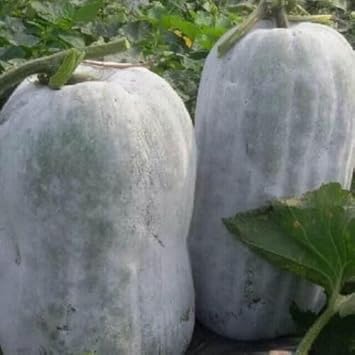 Ash Gourd Seeds for Home Garden, 100 pcs