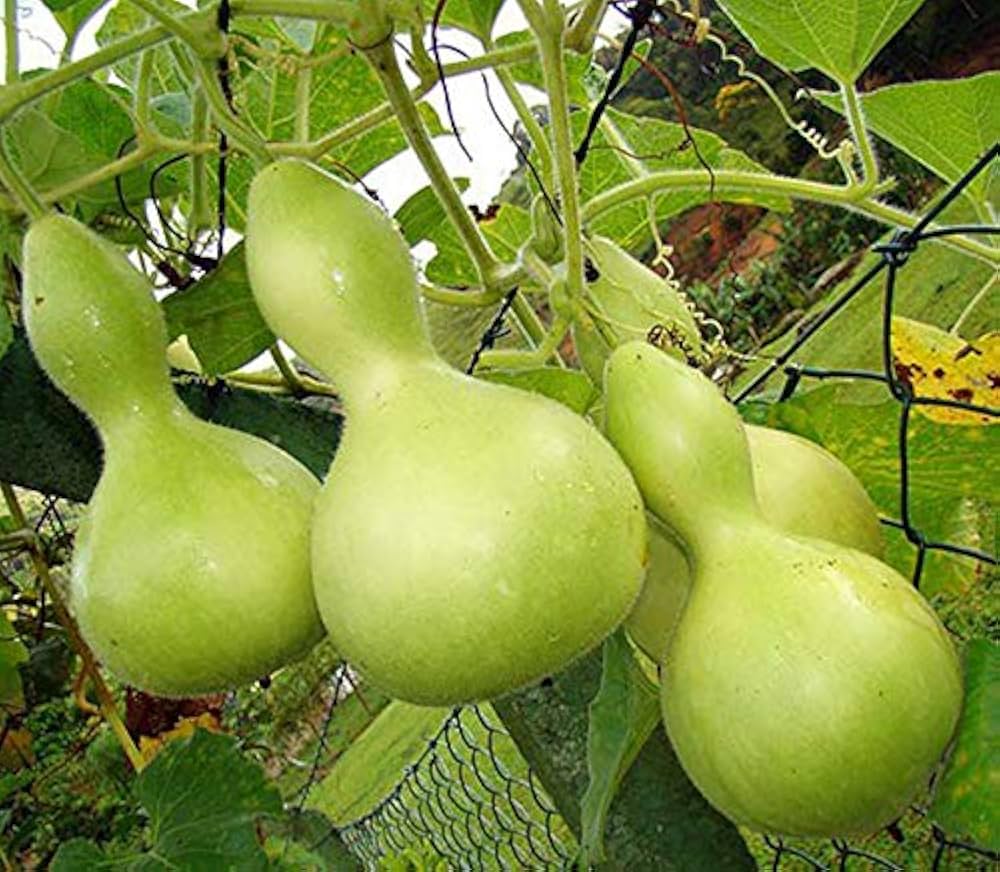 Purple - Martin for planting in home garden