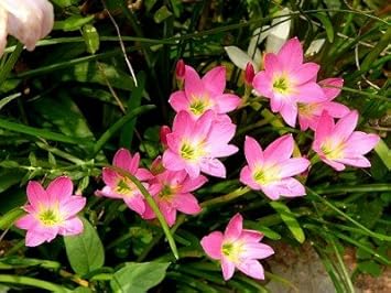 Heirloom Non-GMO Pink Habranthus Robustus Flower Seeds for Garden Planting – Rain Lily Variety