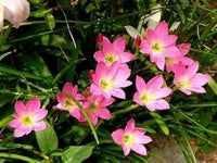 Heirloom Non-GMO Pink Habranthus Robustus Flower Seeds for Garden Planting – Rain Lily Variety