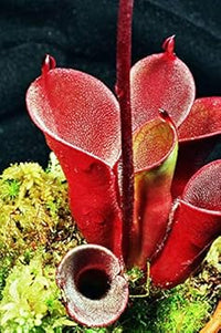 Heirloom Non-GMO Red Heliamphora Pulchella Plant Seeds for Planting