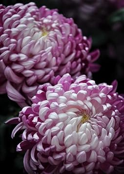 Organic Heirloom Non-GMO Chrysanthemum Seeds for Planting – White & Violet Mix Blooms
