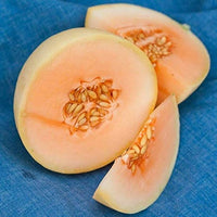 Honey Orange – Melon Seed